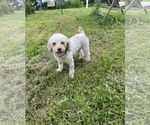 Small #2 Poodle (Miniature)