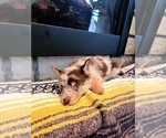 Small Photo #9 Pomsky Puppy For Sale in KANSAS CITY, KS, USA