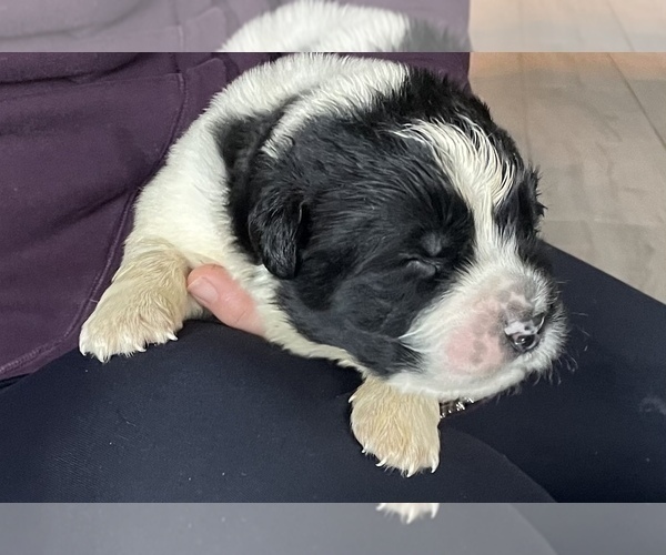 Medium Photo #2 Newfoundland Puppy For Sale in WAUSEON, OH, USA