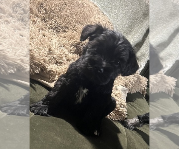 Medium Photo #7 Schnauzer (Miniature) Puppy For Sale in WALNUT COVE, NC, USA