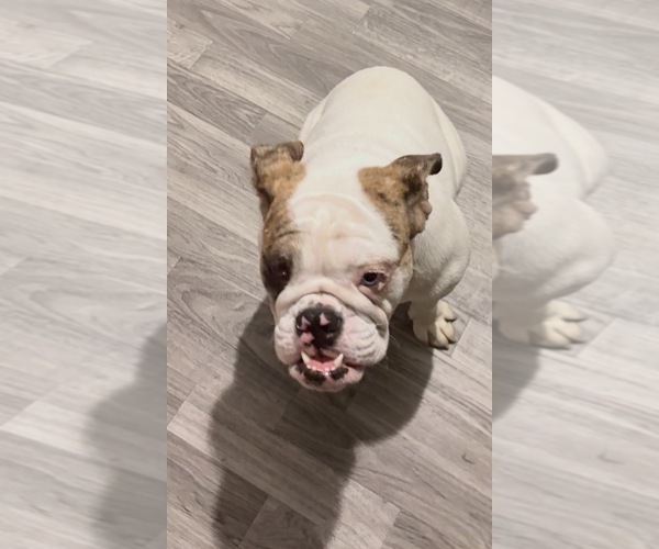 Medium Photo #4 English Bulldog Puppy For Sale in BRENTWOOD, TN, USA