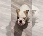 Small #3 English Bulldog