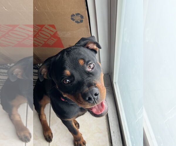 Medium Photo #1 Rottweiler Puppy For Sale in Miami, FL, USA