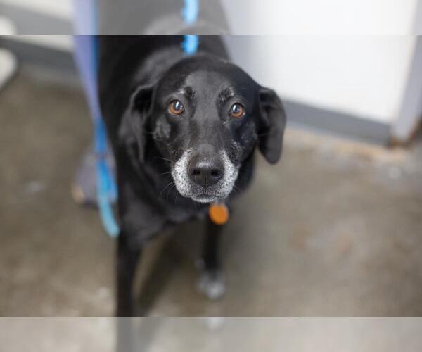 Medium Photo #1 Mutt Puppy For Sale in Mountain Home, AR, USA