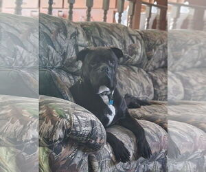 Oscar - Male American Bulldog-Unknown Mix Dog for Adoption - Photo #5
