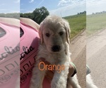 Puppy 3 Goldendoodle
