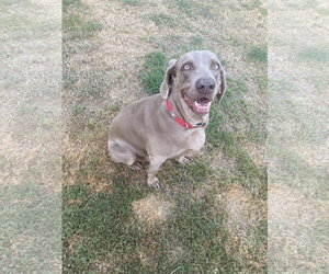 Boomer - Female Weimaraner Dog for Adoption - Photo #2