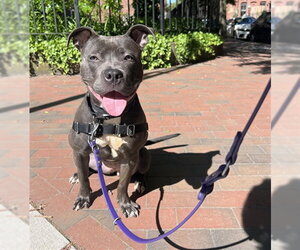 Mutt Dogs for adoption in Boston, MA, USA