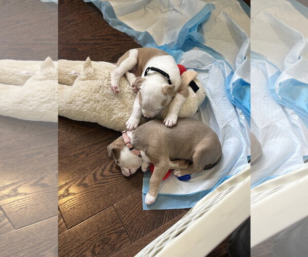 Medium Photo #4 Mutt Puppy For Sale in Rockaway, NJ, USA