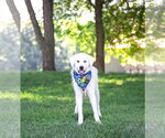 Small #2 Great Pyrenees Mix