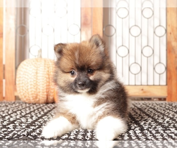 Medium Photo #3 Pomeranian Puppy For Sale in NAPLES, FL, USA