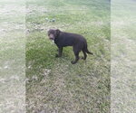 Small #1 Labrador Retriever Mix