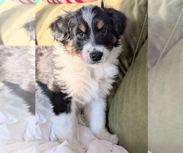 Medium Photo #2 Mutt Puppy For Sale in Brooklyn Center, MN, USA