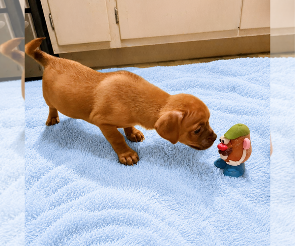 Medium Photo #3 Chug Puppy For Sale in Spring Lake, NC, USA