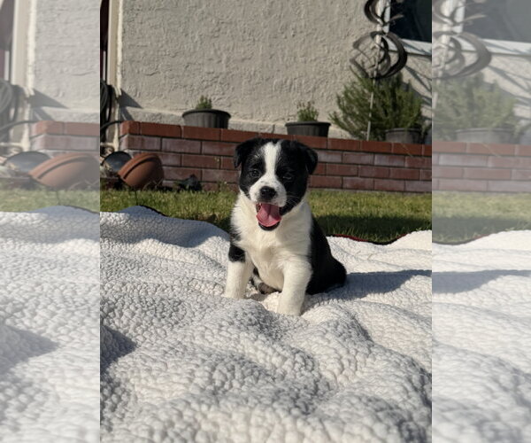 Medium Photo #1 Border-Aussie Puppy For Sale in Lake Elsinore, CA, USA