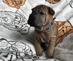Puppy Finch Chinese Shar-Pei
