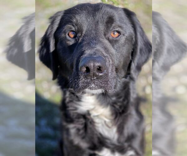 Medium Photo #3 Mutt Puppy For Sale in Anniston, AL, USA