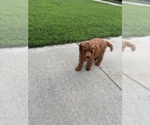 Cavapoo (Miniature) Puppy for sale in VALDOSTA, GA, USA