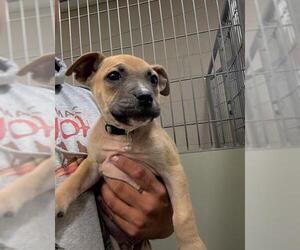Bullboxer Pit Dogs for adoption in Santa Maria, CA, USA