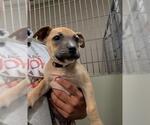 Small Bullboxer Pit
