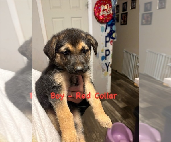 Medium Photo #1 German Shepherd Dog Puppy For Sale in ROYSTON, GA, USA