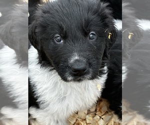 Newfoundland Puppy for sale in SAXTONS RIVER, VT, USA