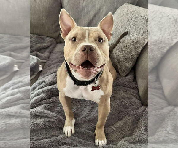 Medium Photo #6 American Pit Bull Terrier-Unknown Mix Puppy For Sale in Grafton, WI, USA