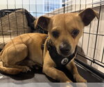 Small #2 Chihuahua