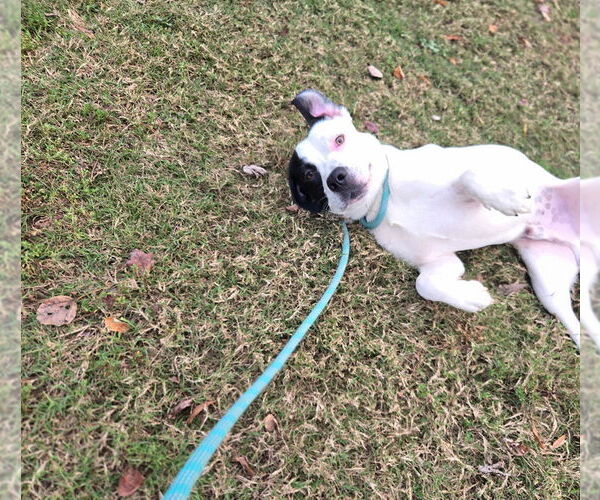 Medium Photo #3 Mutt Puppy For Sale in Crandall, GA, USA