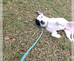 Small #2 Mutt