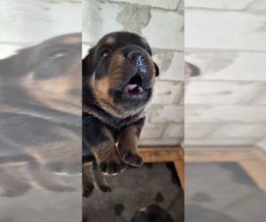 Rottweiler Puppy for sale in LAKELAND, FL, USA