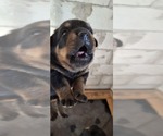Litter of 6 - Male(s) and Female(s) RottweilerLitter of Puppies for Sale - Small photo