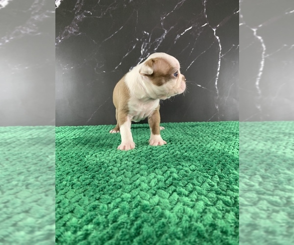 Medium Photo #35 Boston Terrier Puppy For Sale in TULARE, CA, USA