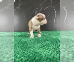 Small #34 Boston Terrier