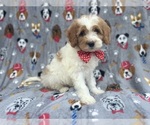 Small #5 Cavapoo