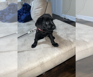 American Pit Bull Terrier-Cane Corso Mix Puppy for sale in BANGOR, PA, USA