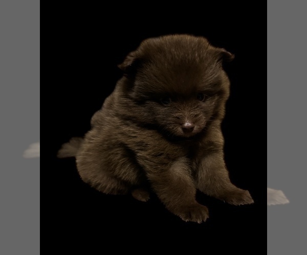 Medium Photo #3 Pomeranian Puppy For Sale in ALBANY, NY, USA
