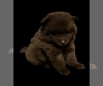 Small #2 Pomeranian