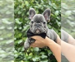 Small Photo #1 French Bulldog Puppy For Sale in BROOKLYN, NY, USA