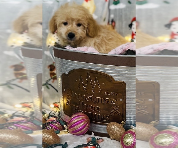 Medium Photo #5 Golden Retriever-Poodle (Toy) Mix Puppy For Sale in CINCINNATI, OH, USA