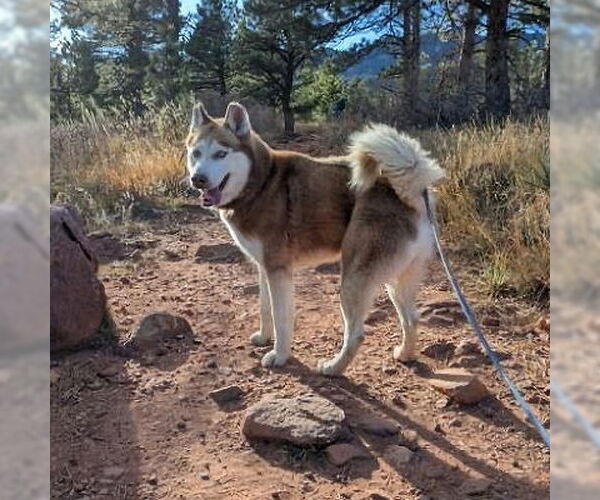 Medium Photo #3 Siberian Husky Puppy For Sale in Omaha, NE, USA