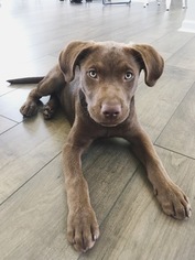 Labrador Retriever Puppy for sale in FORT MILL, SC, USA