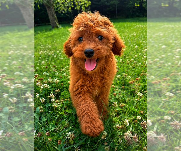 Medium Photo #17 Goldendoodle mix (+ Poodle Miniature) Puppy For Sale in DURHAM, CT, USA