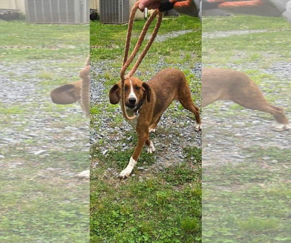 Medium Photo #5 Retriever -Unknown Mix Puppy For Sale in Rustburg, VA, USA