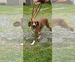 Small #4 Retriever  Mix