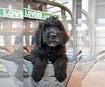 Small Photo #1 Goldendoodle Puppy For Sale in GREENEVILLE, TN, USA