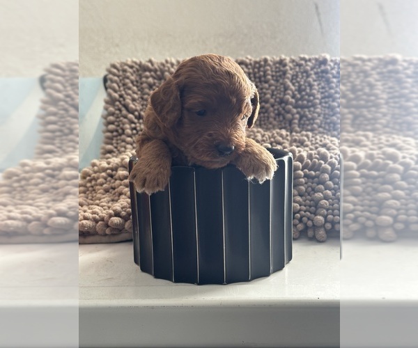 Medium Photo #10 Goldendoodle (Miniature) Puppy For Sale in RIVERSIDE, CA, USA