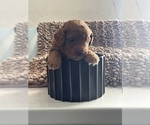 Small #9 Goldendoodle (Miniature)