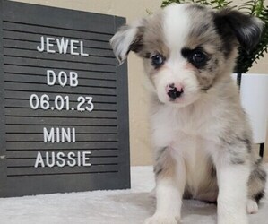 Miniature Australian Shepherd Puppy for sale in QUINCY, MI, USA