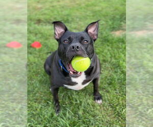 American Staffordshire Terrier-Unknown Mix Dogs for adoption in Bemidji, MN, USA